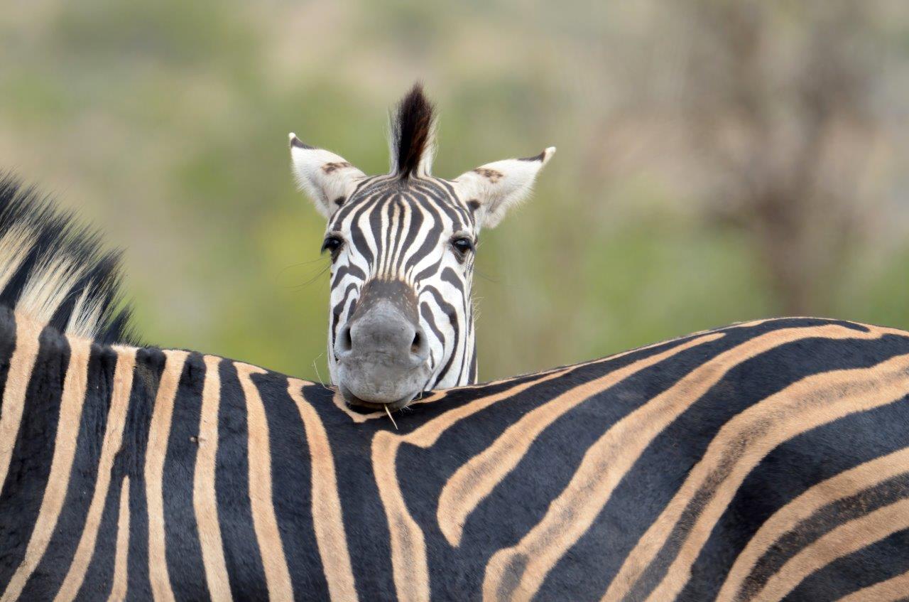 GB Zebras GB Zebras