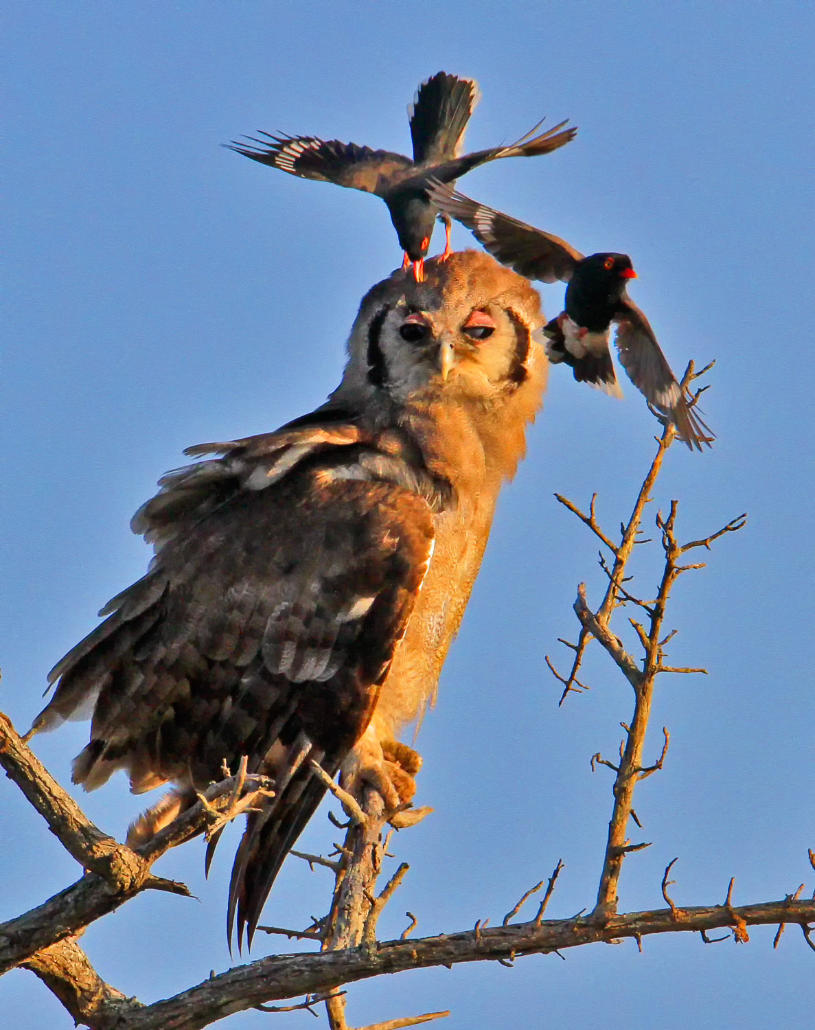 Giant Eagle Owl being attacked by Redbilled buffalo weavers in the Kruger National Park
