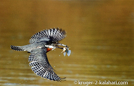 giant kingfisher giant kingfisher