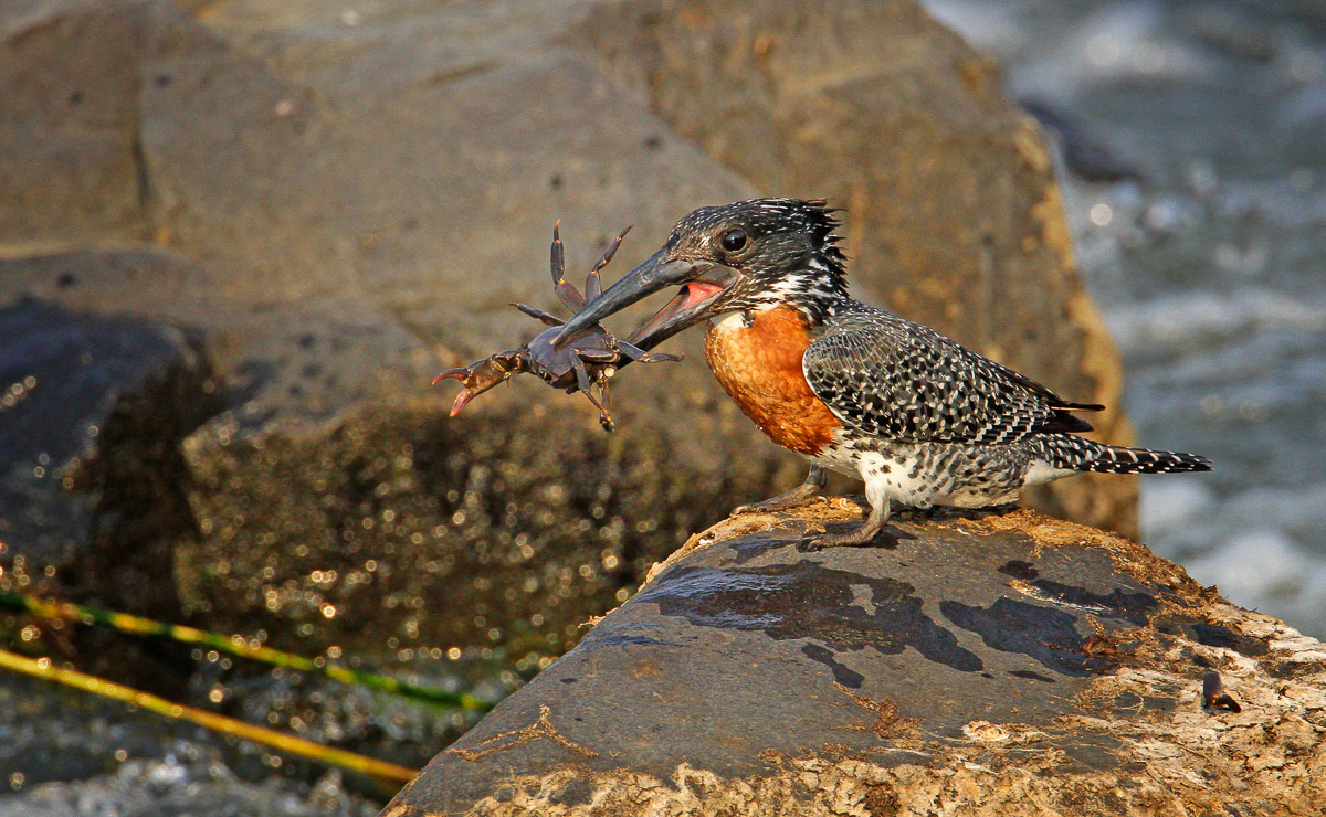 Giant kingfisher with crab at the Sabie River in the Kruger National Park