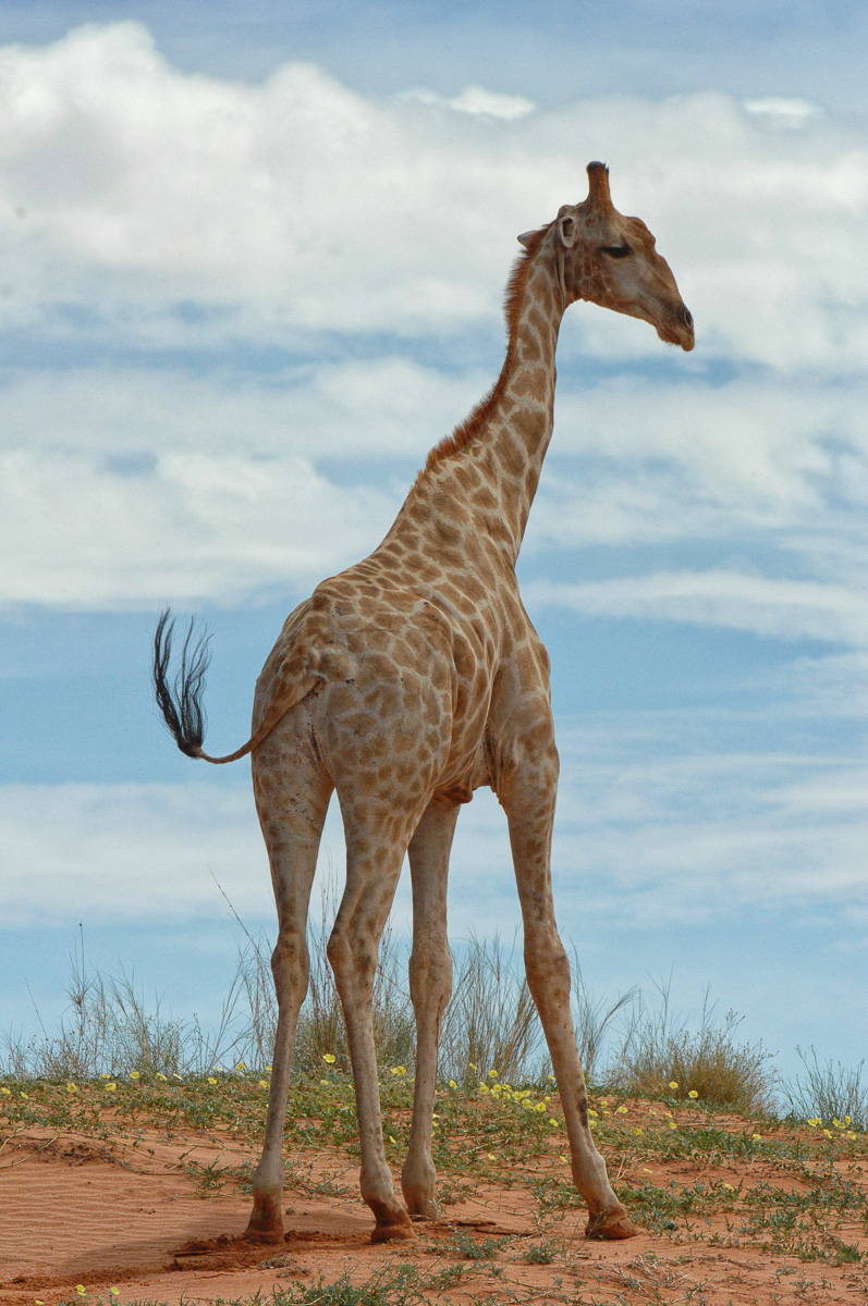 Giraffe on the red dunes near KTC