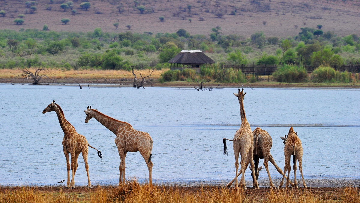Giraffe at Mankwe lake with the Hide in the background