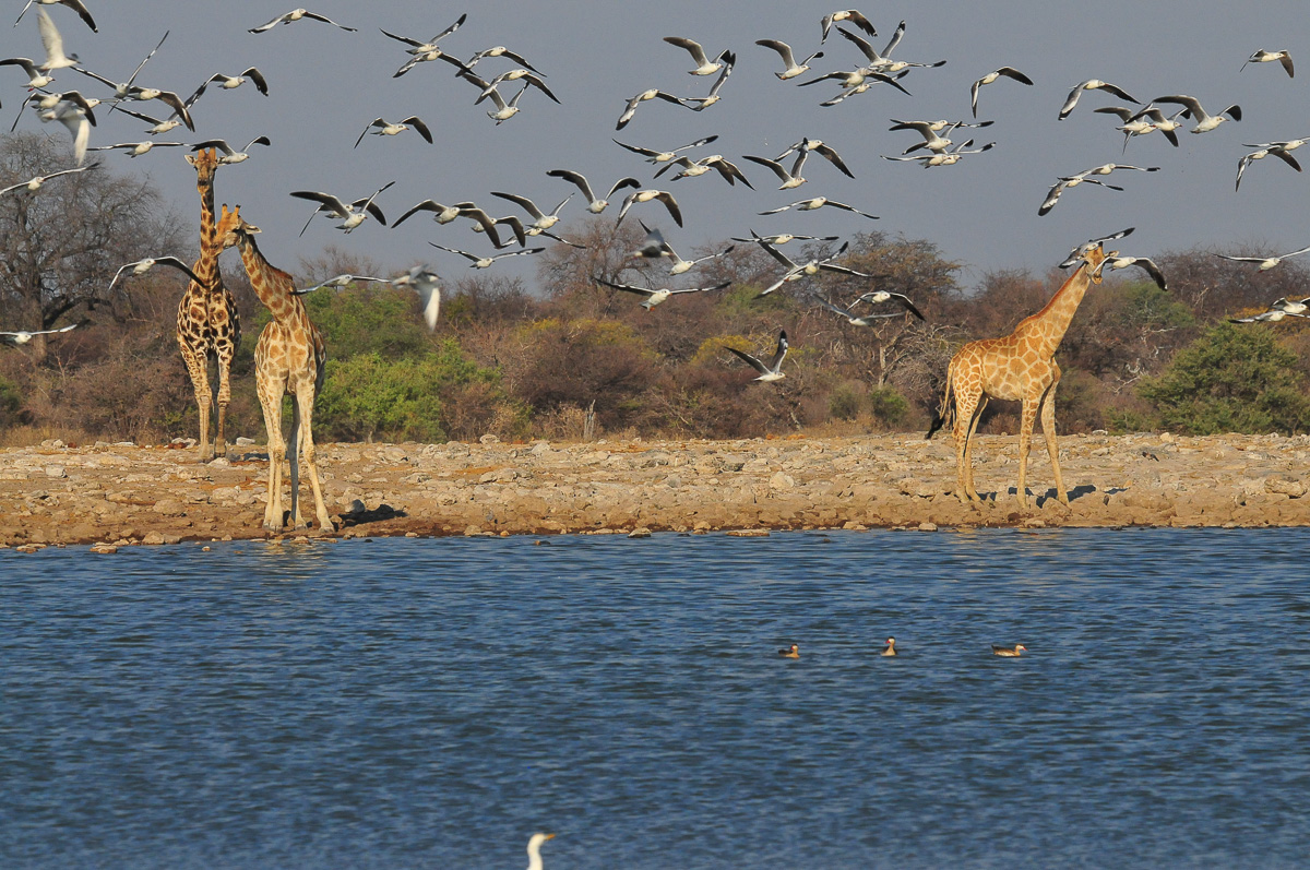 Giraffe at Klein Namutoni waterhole