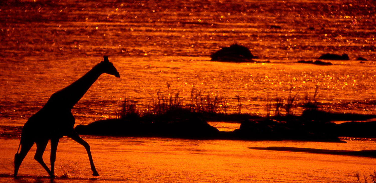 Silhouette of Giraffe crossing the Olifants River at Sunset in the Kruger National Park