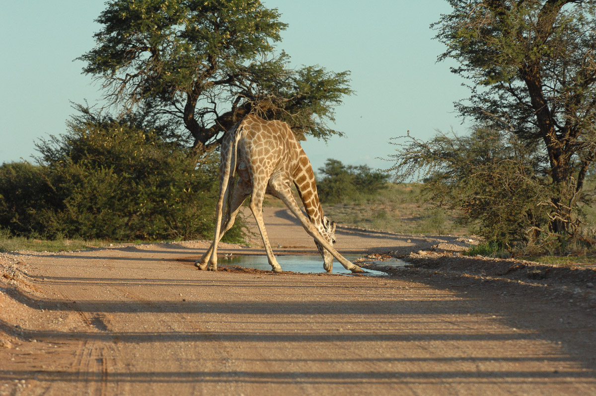 Giraffe drinking from puddle in the road near Mata Mata