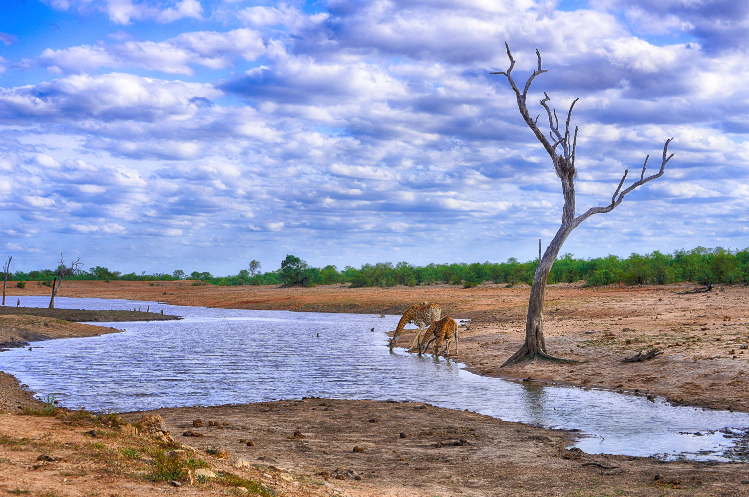 Giraffe drinking at Sable Dam on the S51 near Phalaborwa in the Kruger National Park