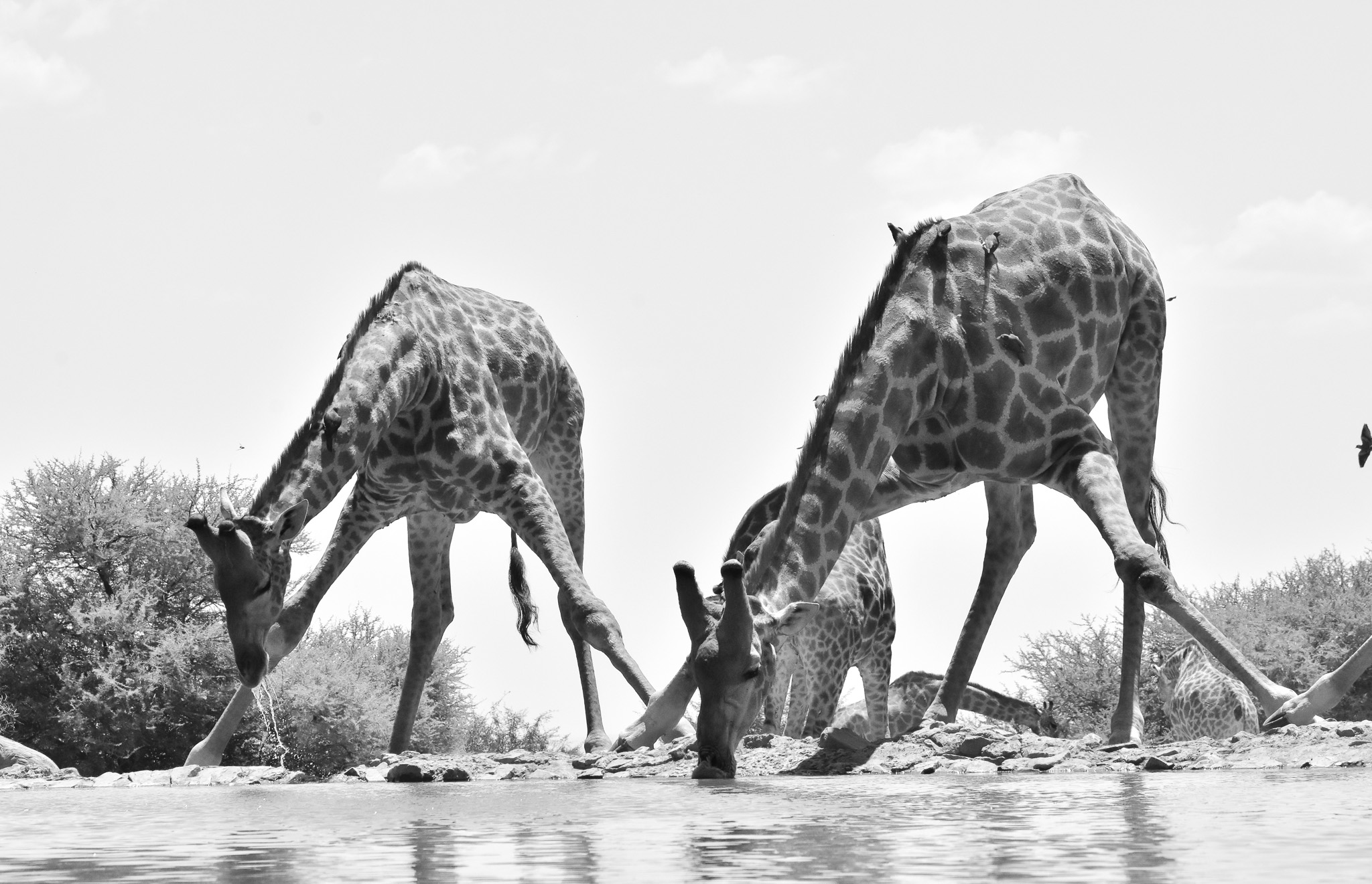 Giraffe drinking at the Last Word Madikwe waterhole