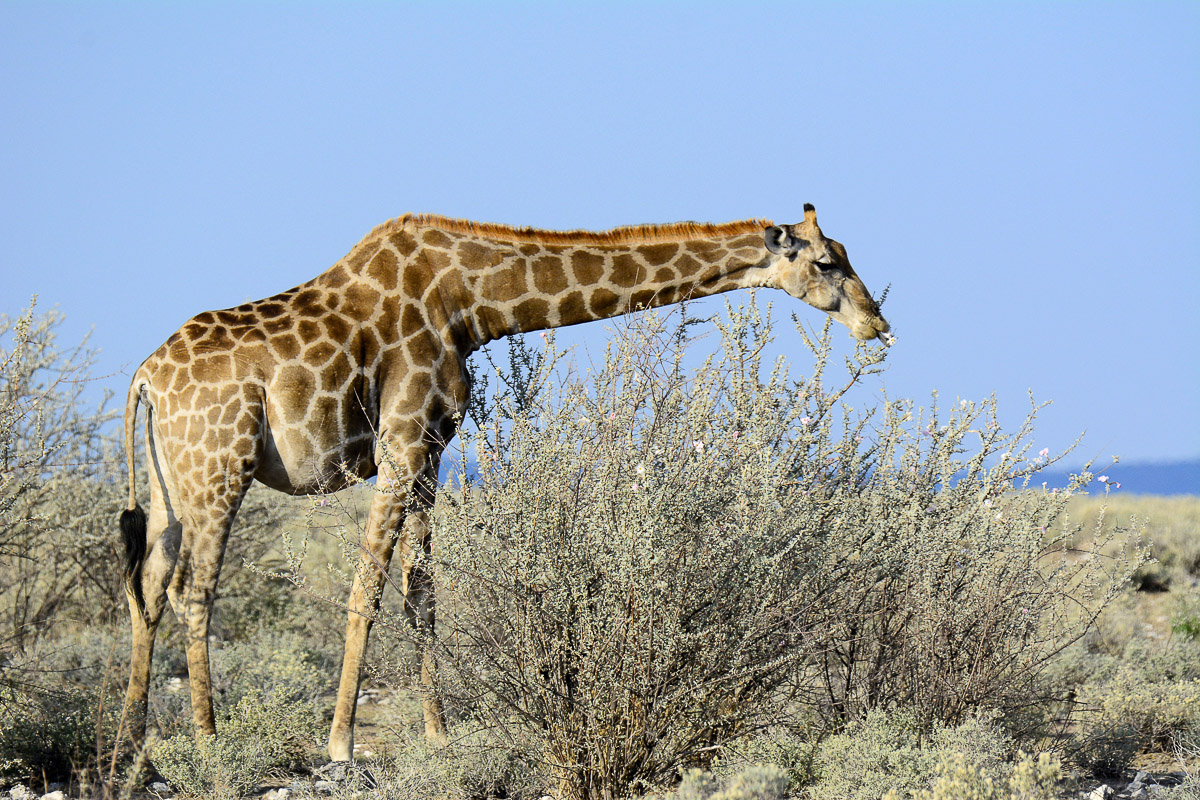 Giraffe eating in Etosha