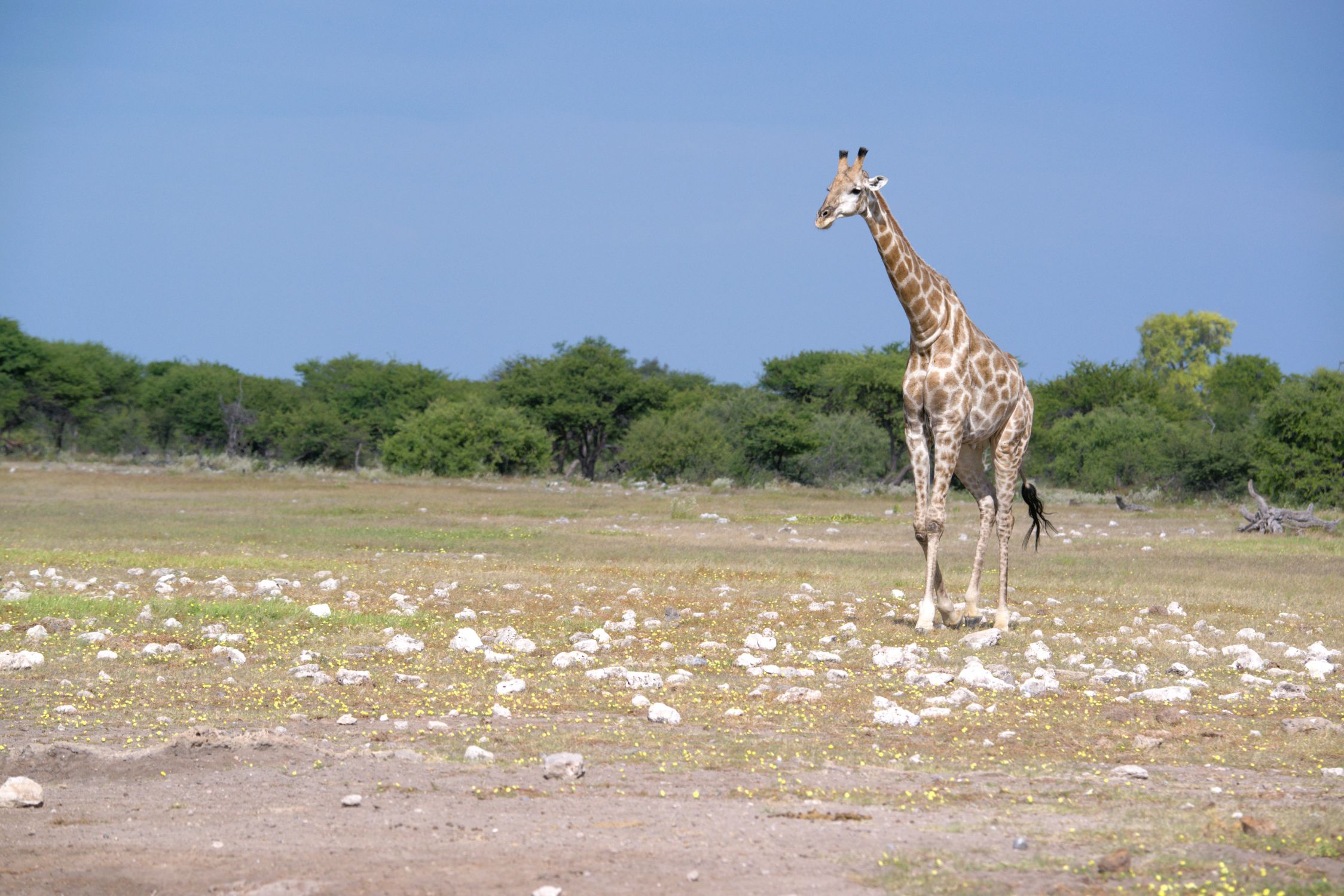Giraffe image taken on our self drive in Etosha National Park