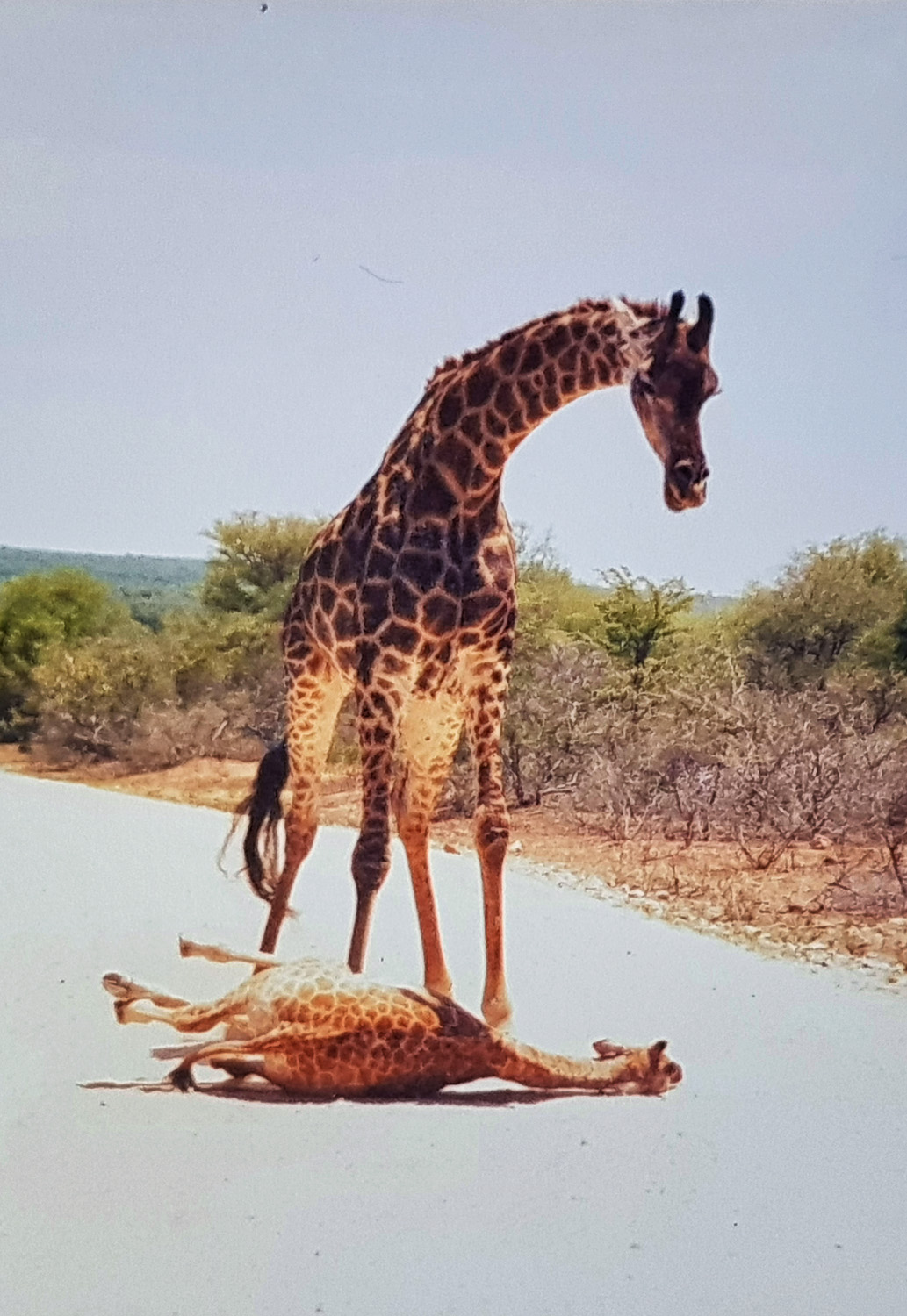 Giraffe mom with dead baby on Tamboti access road