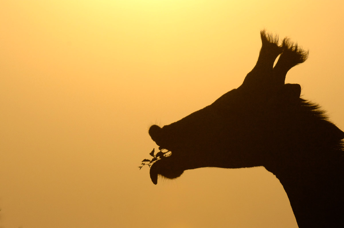 Silhouette of Giraffe feeding in the Kruger National Park