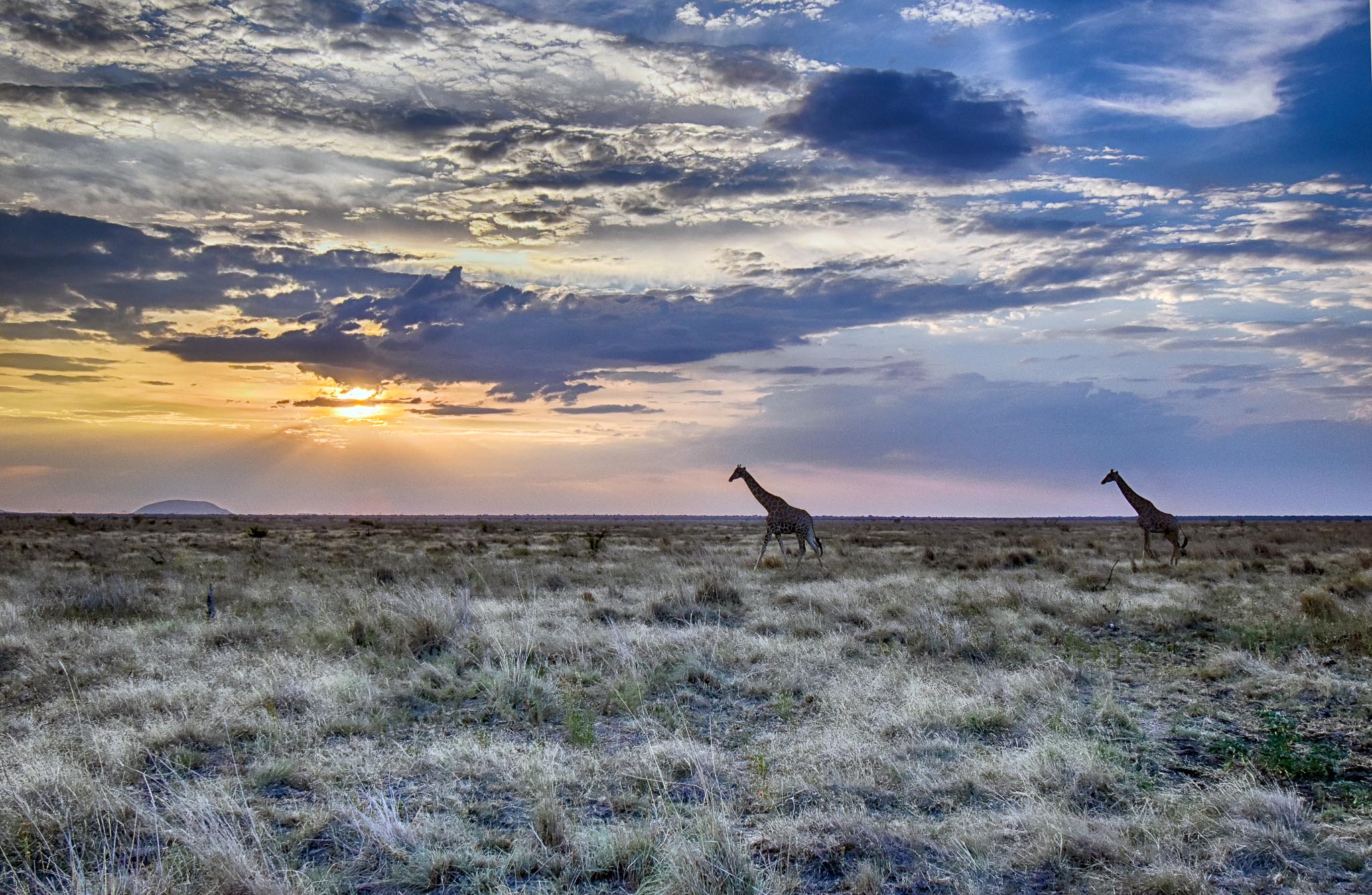 Giraffe sunset on the northern plains