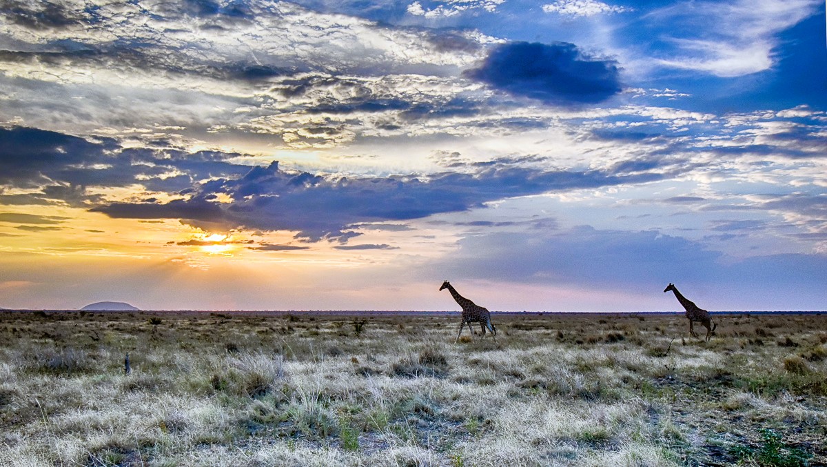 Giraffe at sunset on Madikwe northern plains
