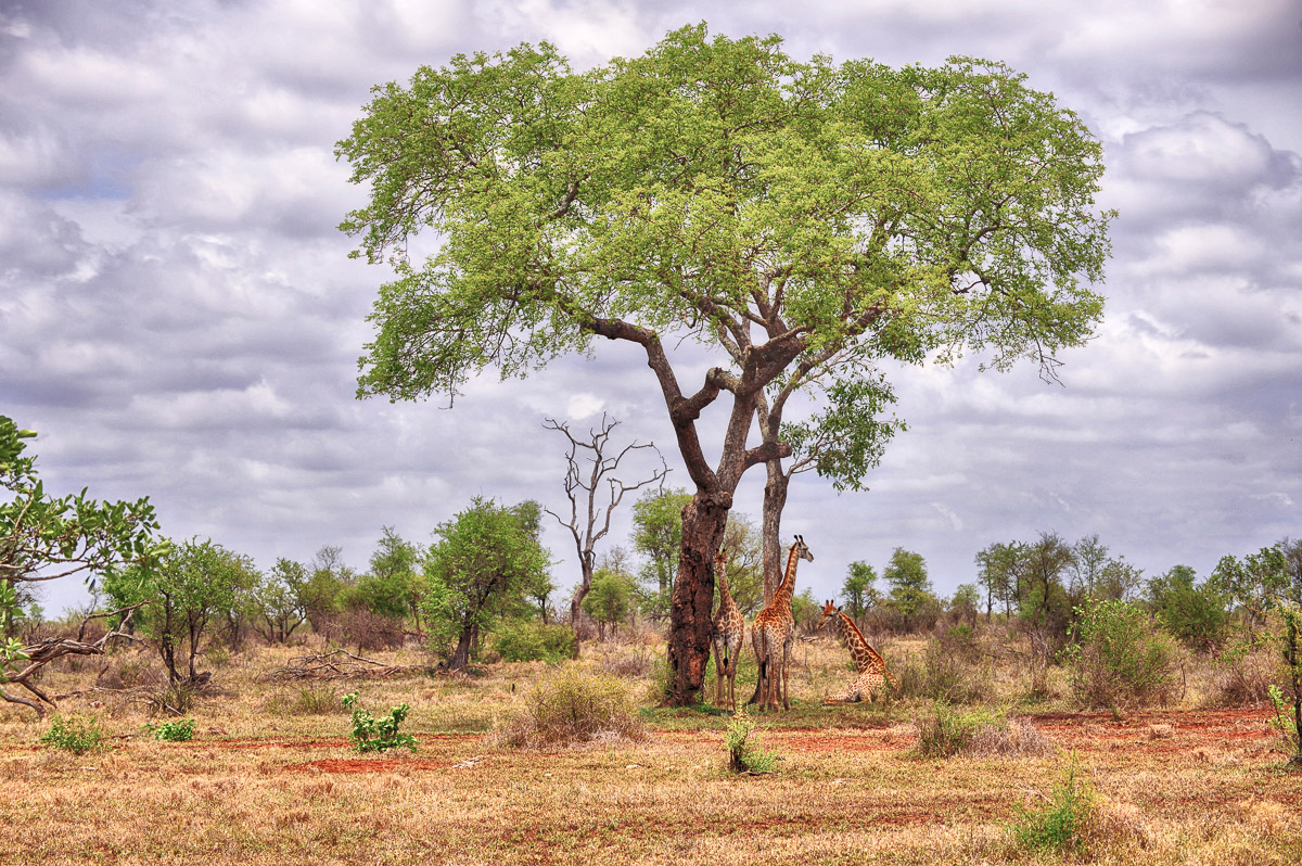 Giraffe standing under a tree to get away from the heat in the Kruger National Park