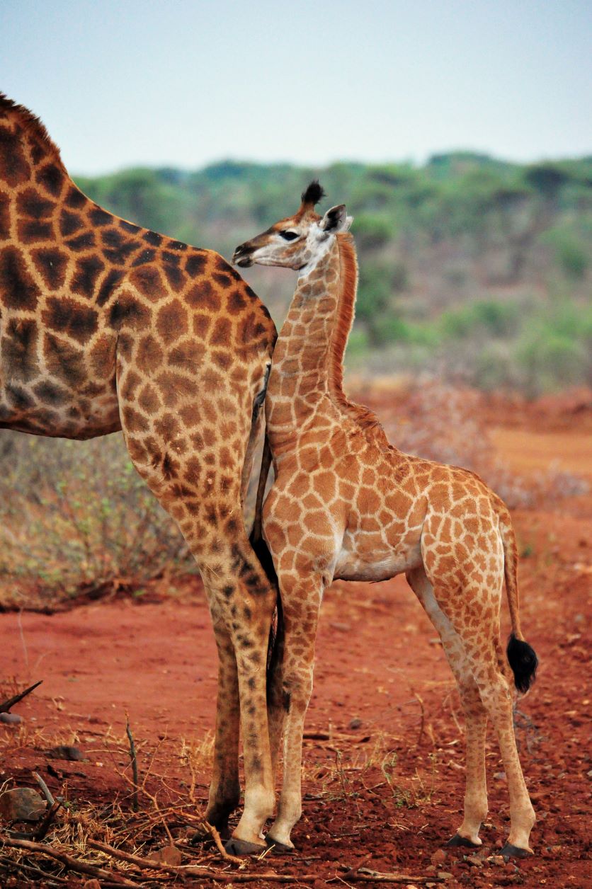Young Giraffe behind its mom-image taken while on game drive at Madikwe River Lodge Young Giraffe behind its mom-image taken while on game drive at Madikwe River Lodge