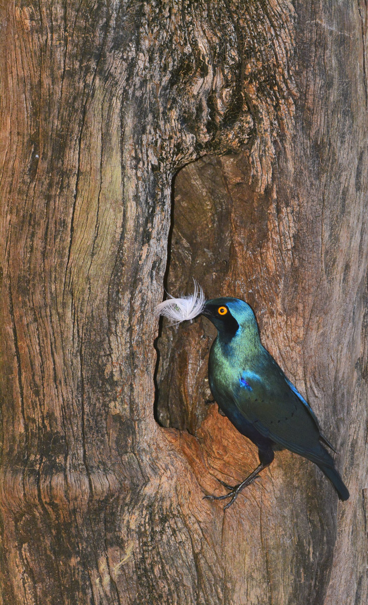 Greater Blue-Eared Starling in the Kruger National Park