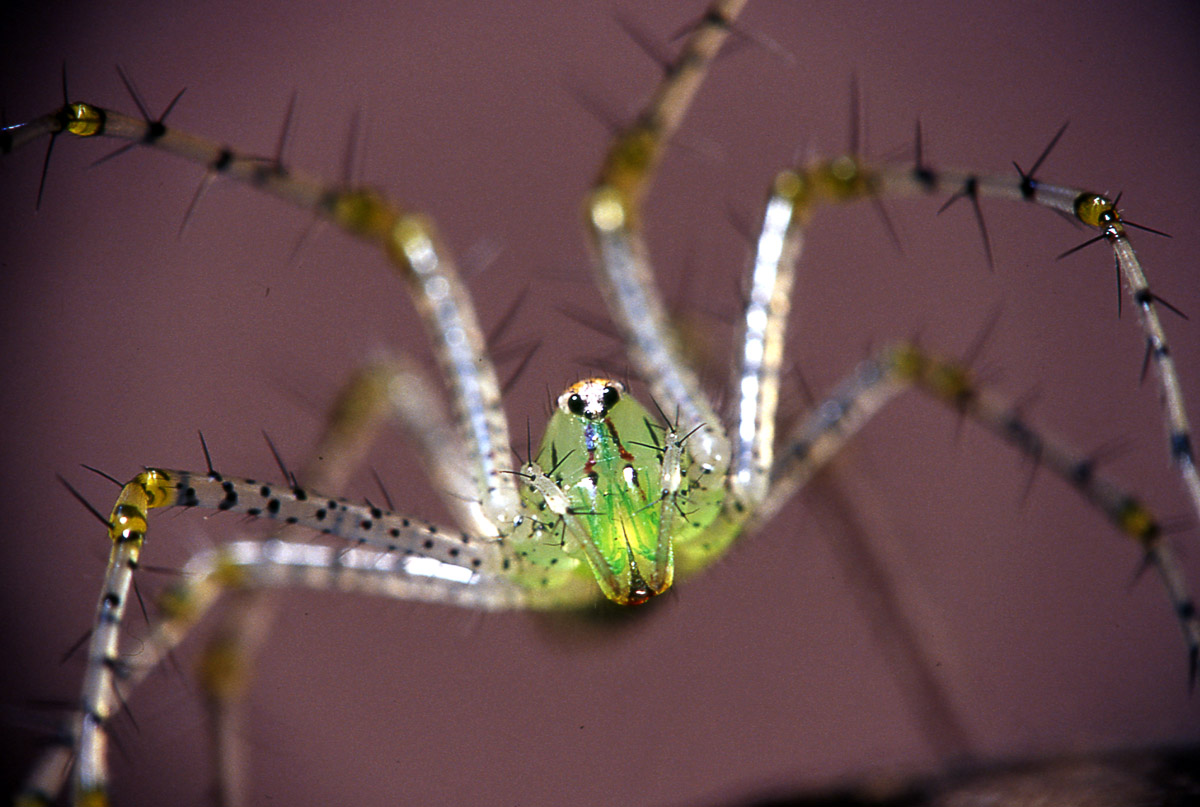 Green Lynx Spider image taken in the Kruger National Park