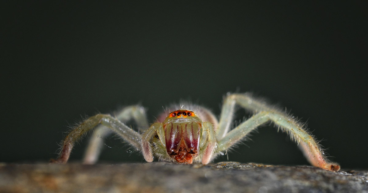 Green Huntsman Spider image taken in camp in the Kruger National Park