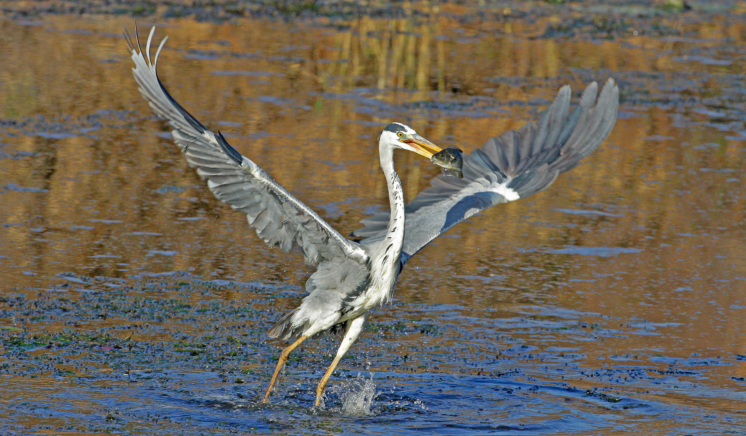 Grey Heron with fish at Sunset Dam near Lower Sabie in the Kruger National Park