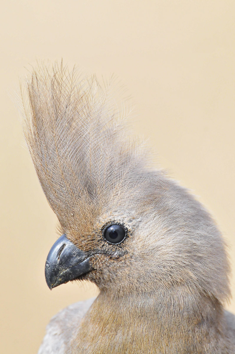 Grey Goaway bird in Malelane Restcamp in the Kruger National Park