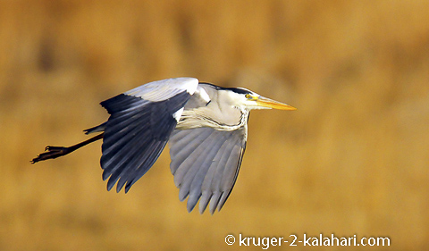 grey heron grey heron