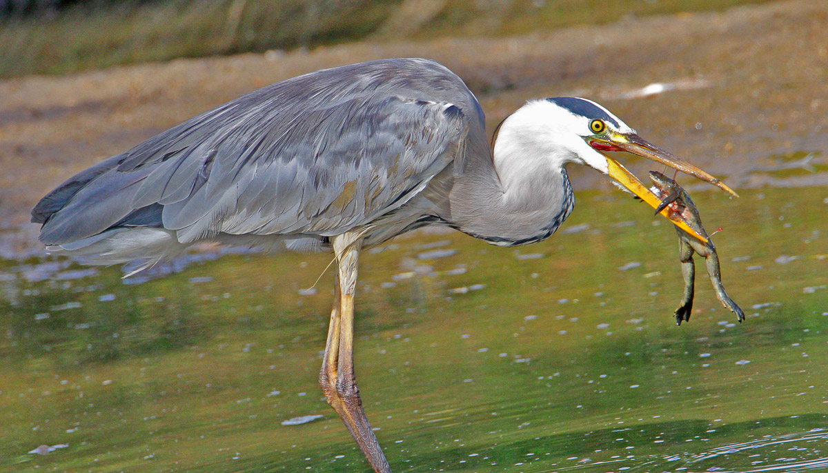 Grey heron with frog at Sunset Dam near Lower Sabie in the Kruger National Park