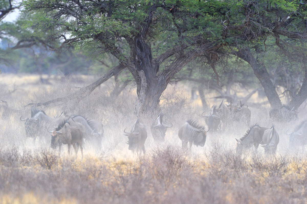 Wildebeest in the dust at Grootkolk camp