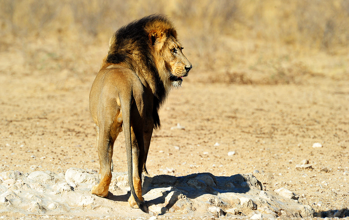 large black mane lion at the Grootkolk waterhole