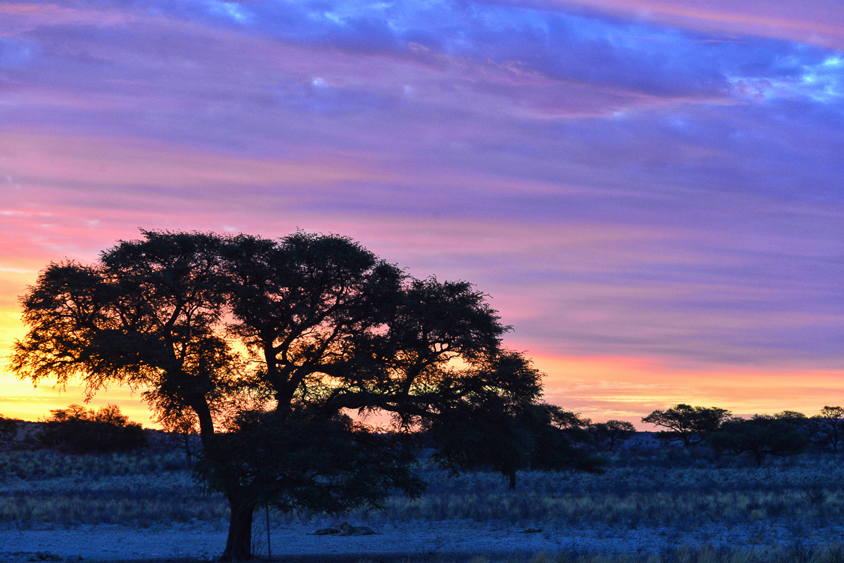Grootkolk sunset with lions