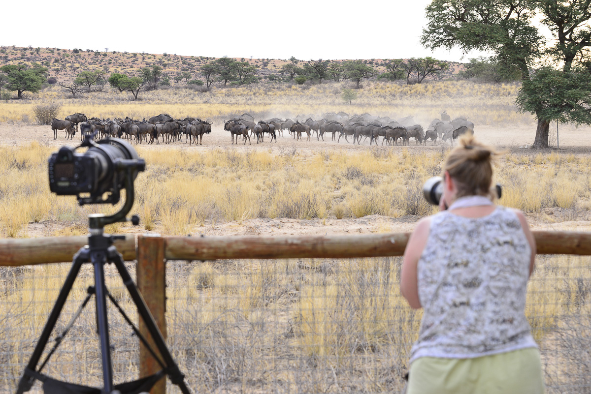 photographing a herd of Blue Wildebeest from our cabin
