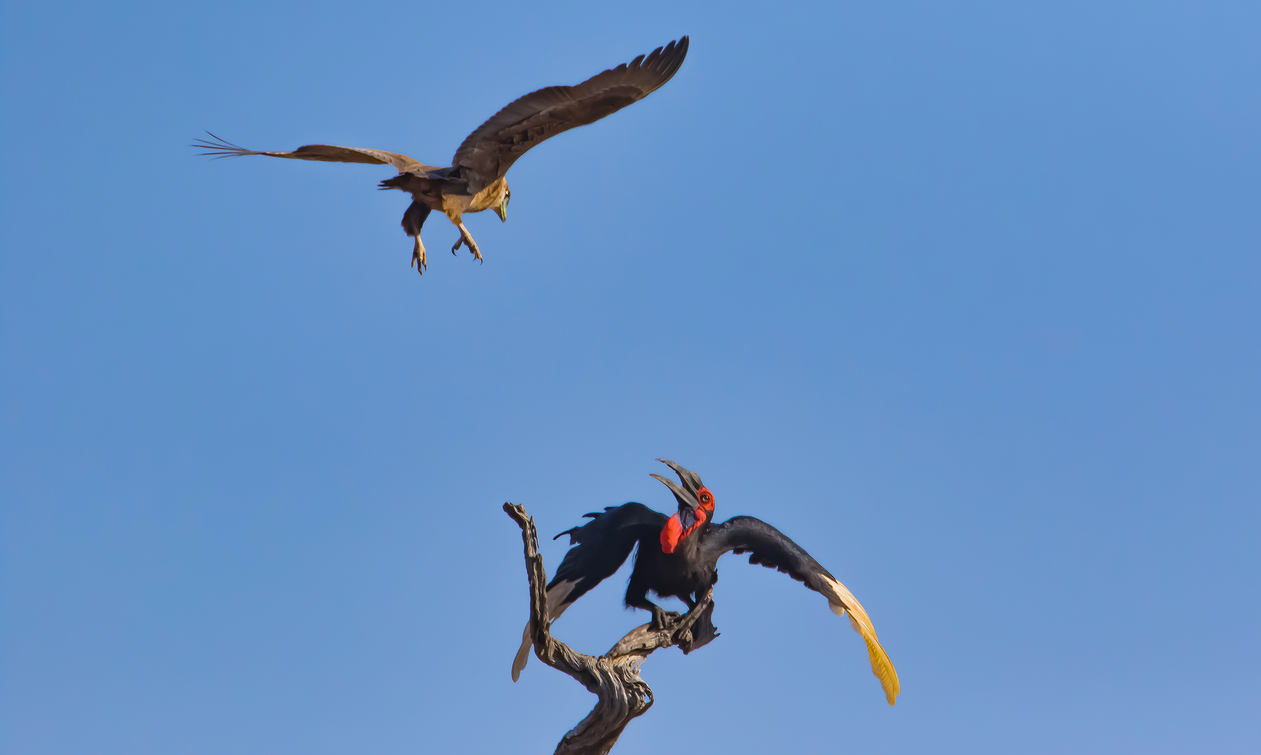 Ground Hornbill and Bateleur interacting in the Kruger National Park