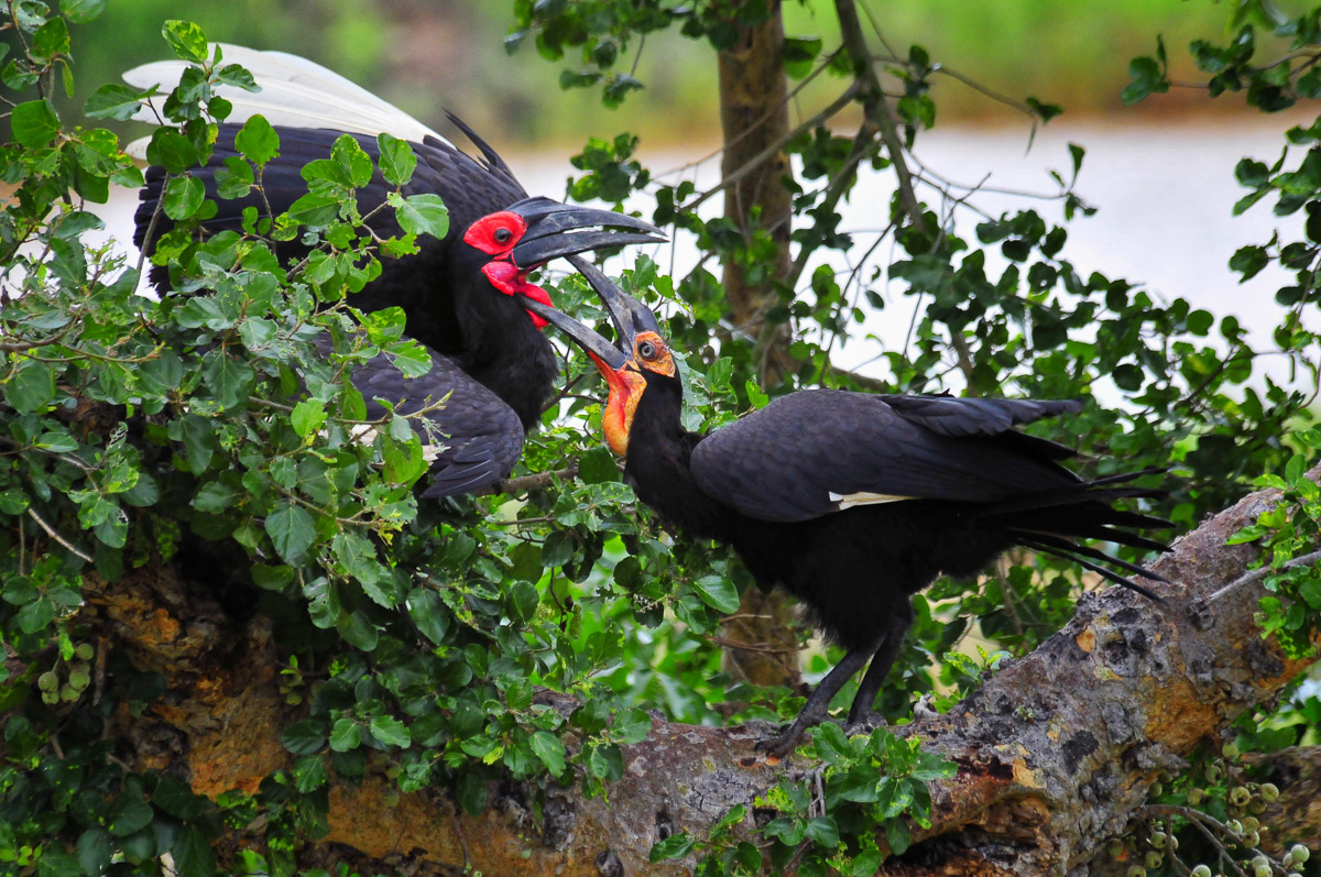 Ground Hornbills squabbling near Letaba camp in the Kruger National Park