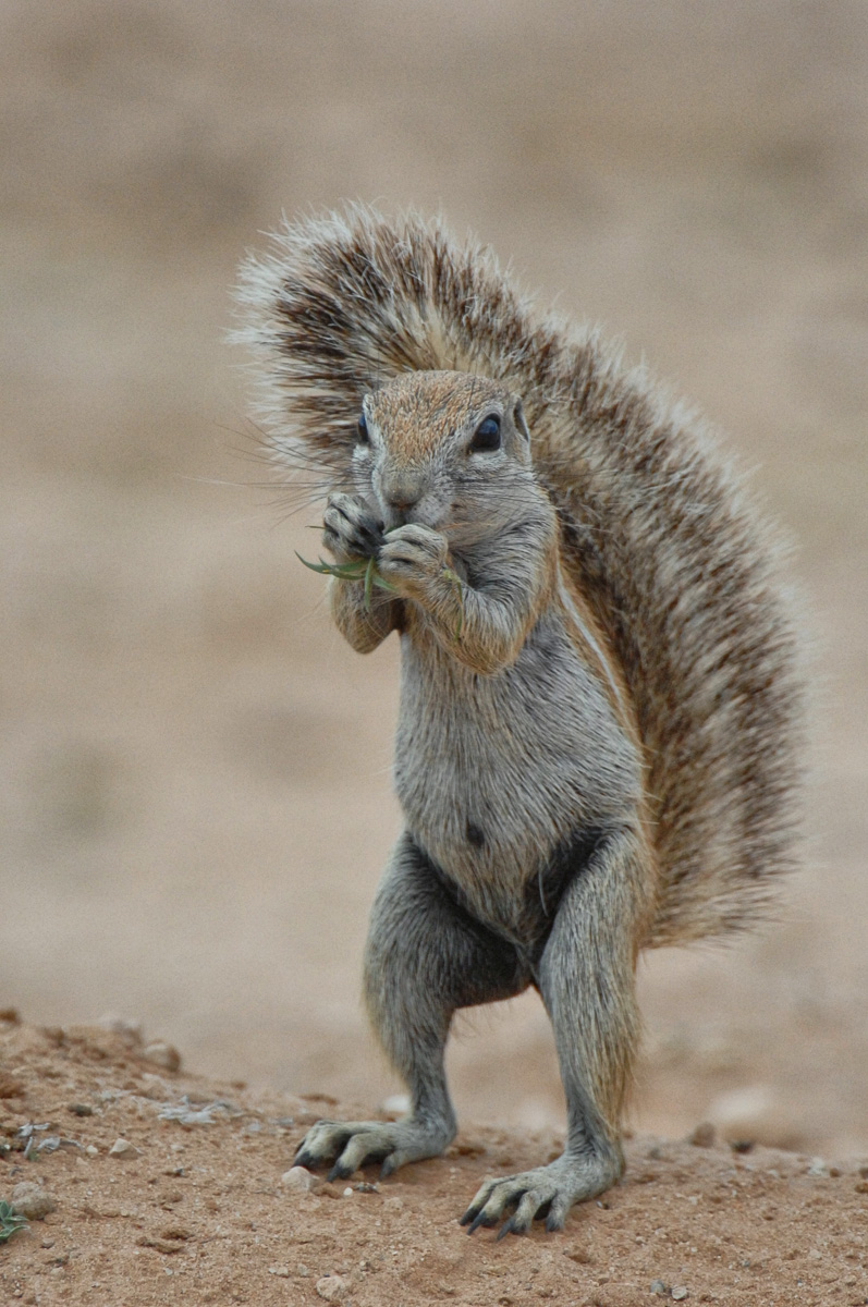 Ground squirrel at Nossob camp