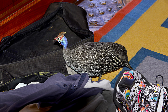 Guinea fowl inspecting our tripod bag! Guinea fowl inspecting our tripod bag!