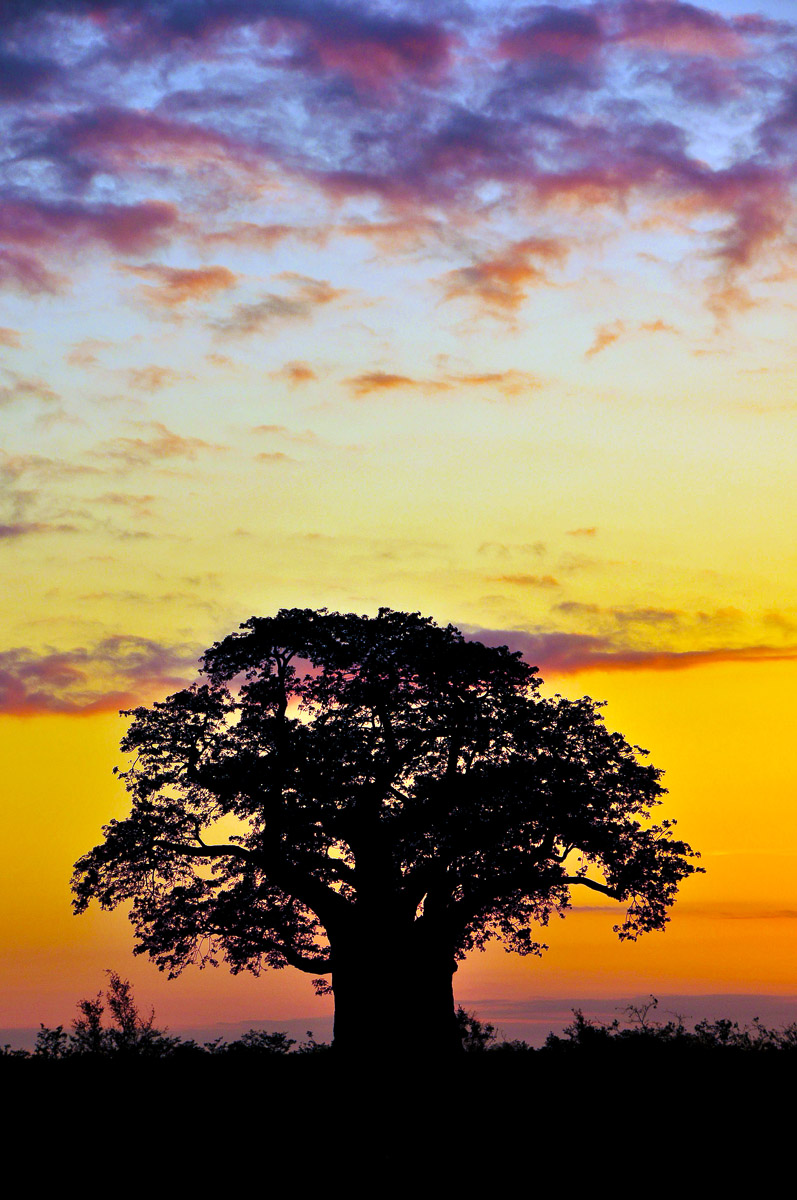 Baobab tree at Sunrise on the H1-8 in the Kruger National Park