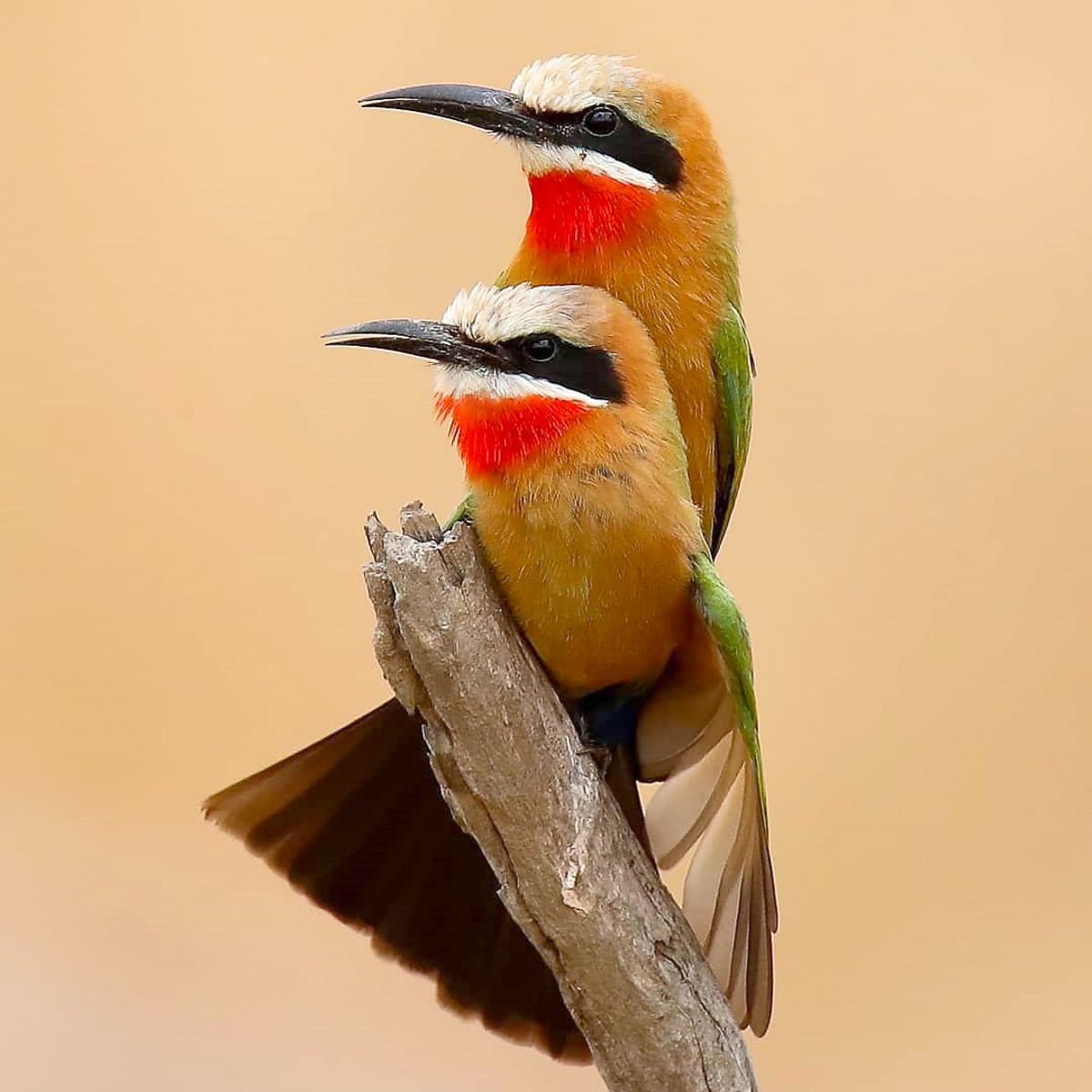 Mating bee-eaters in the Kruger National Park