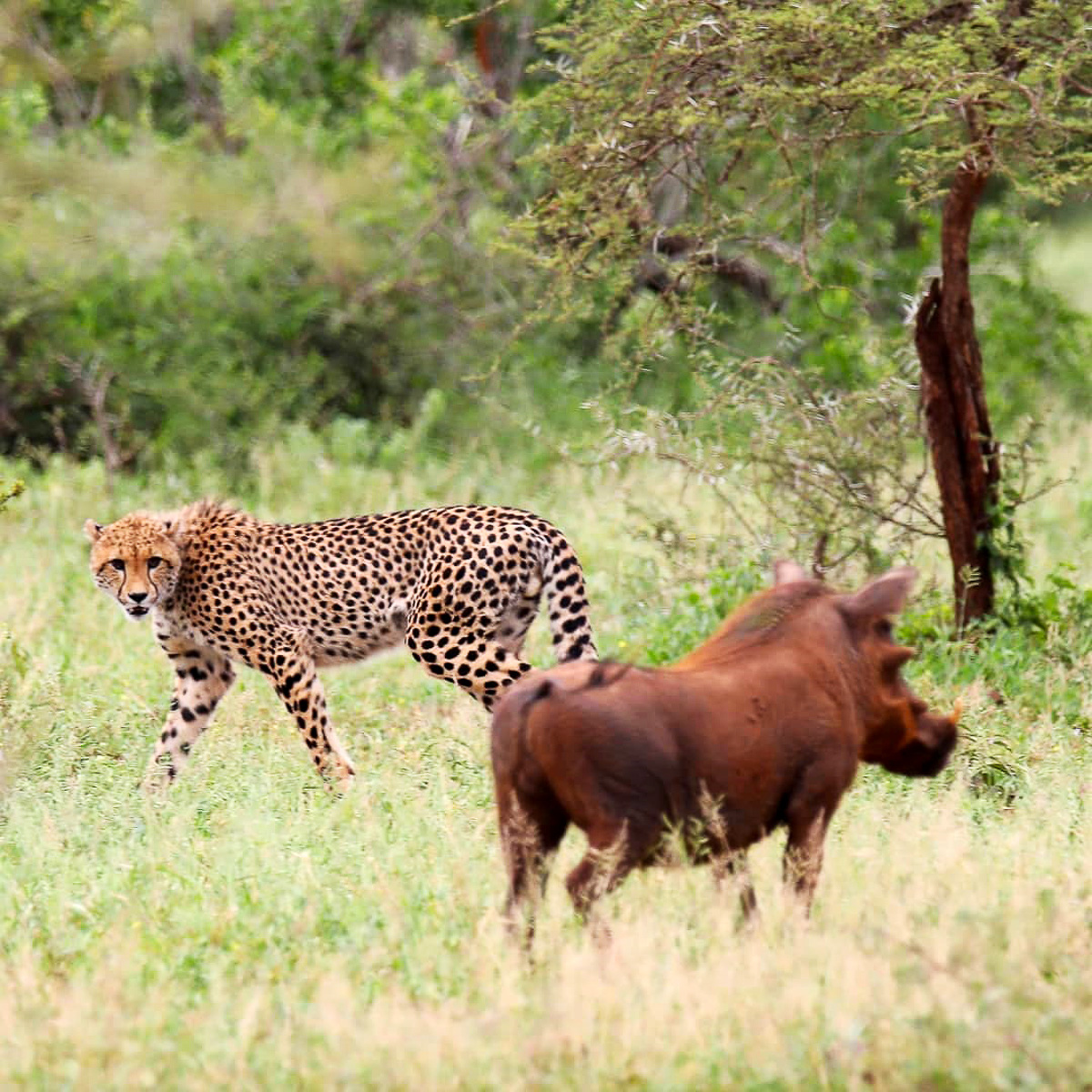 Cheetah watching warthog in Kruger National Park
