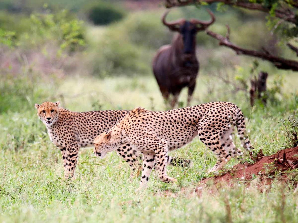 Wildebeest watching cheetahs in Kruger National Park