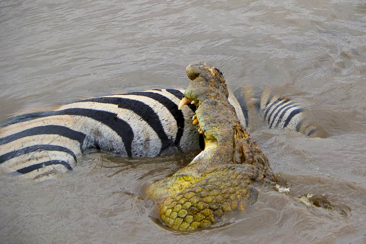 Crocodile with zebra kill in Kruger National Park