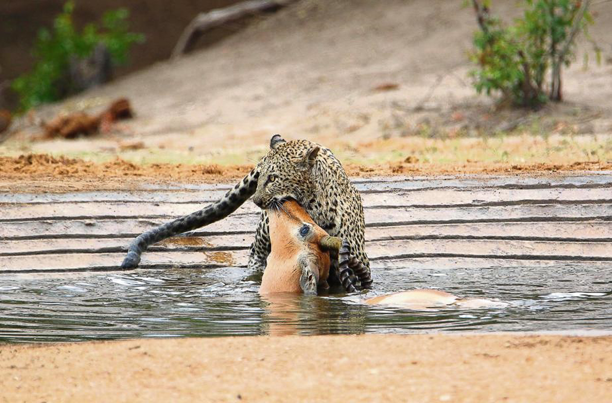 Leopard with impala kill at De Laporte waterhole in the Kruger Park