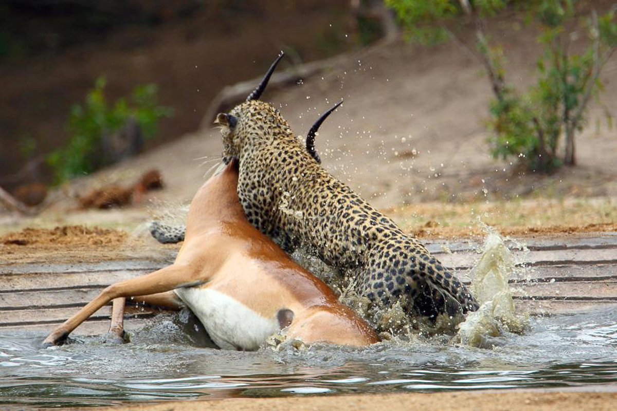 Leopard dragging impala kill out of De Laporte waterhole in the Kruger Park