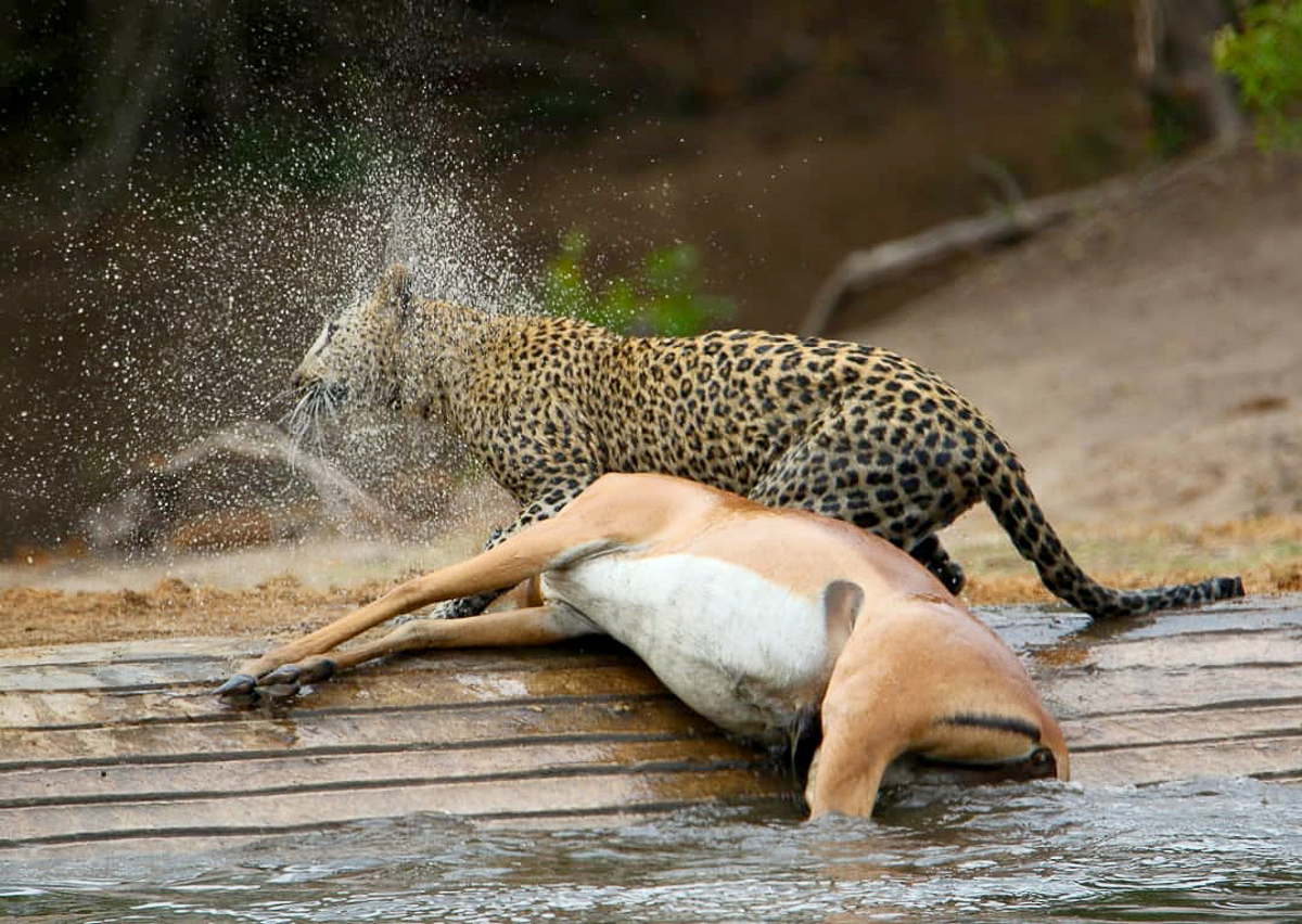Leopard shaking water off at De Laporte waterhole in the Kruger Park