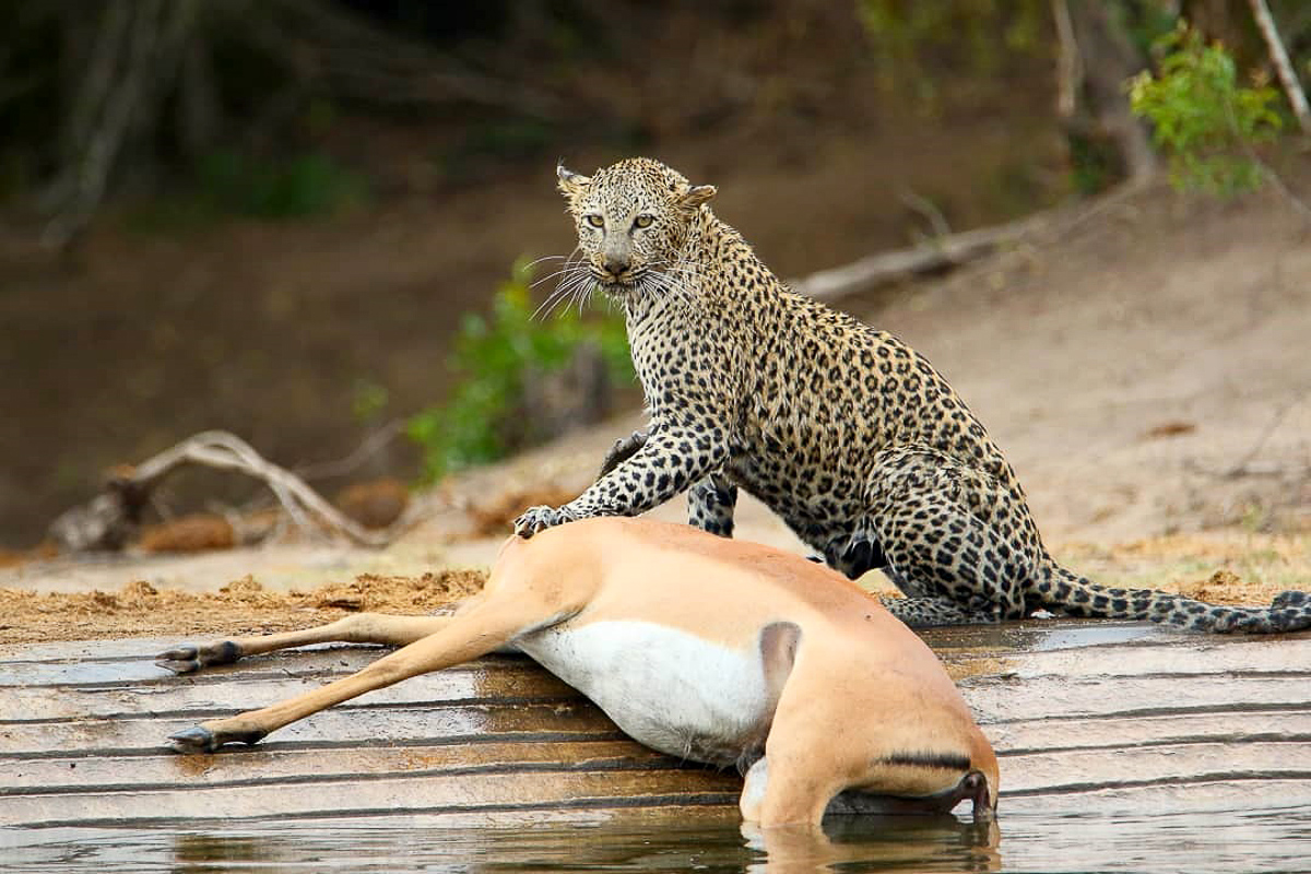 Leopard with impala kill at De Laporte waterhole in the Kruger Park