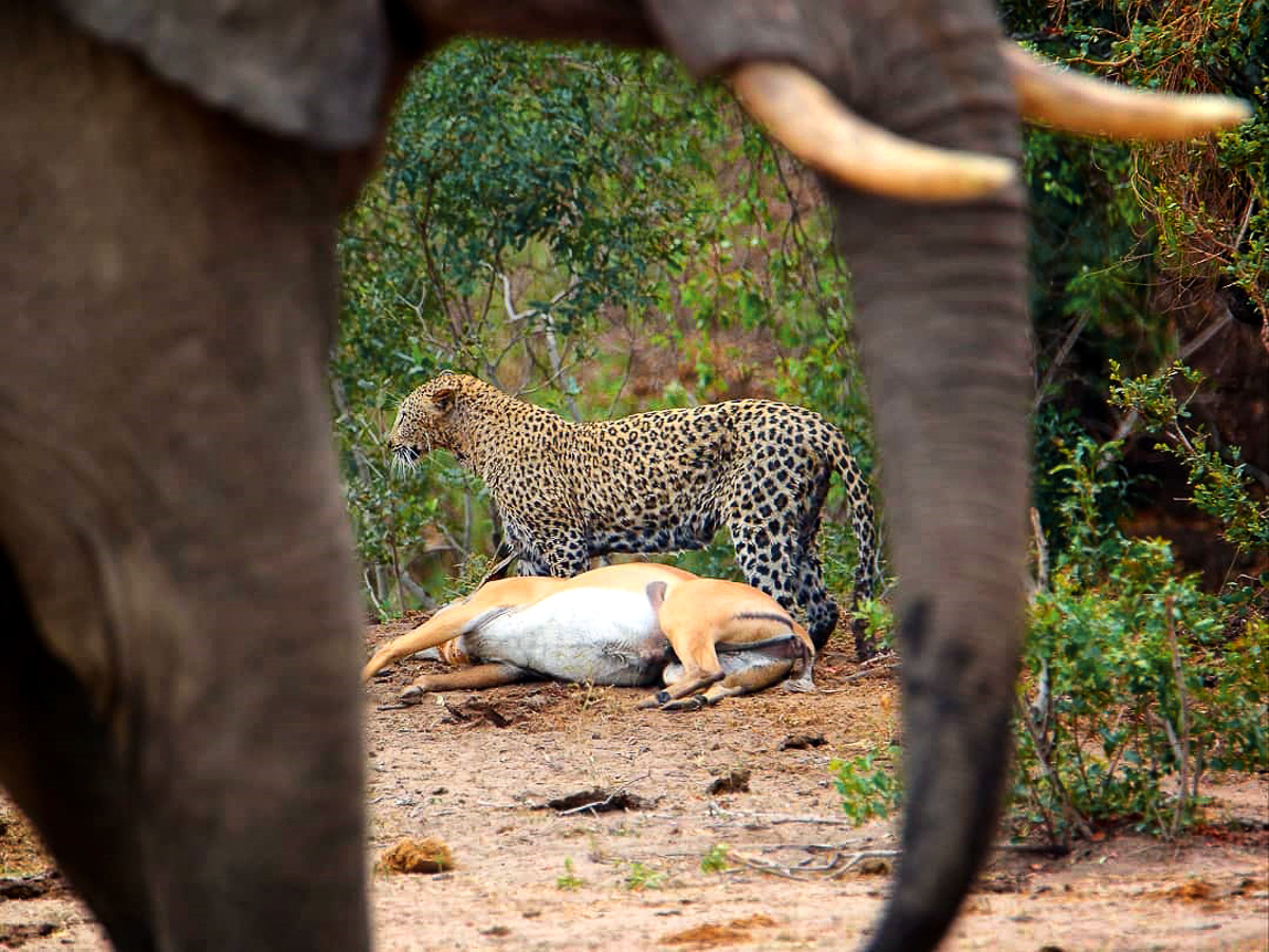 Leopard with impala kill at De Laporte waterhole in the Kruger Park