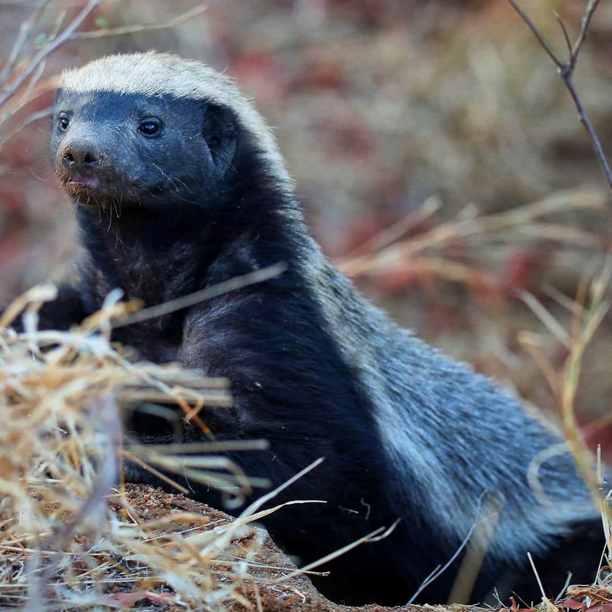 Honey badger in the Kruger National Park