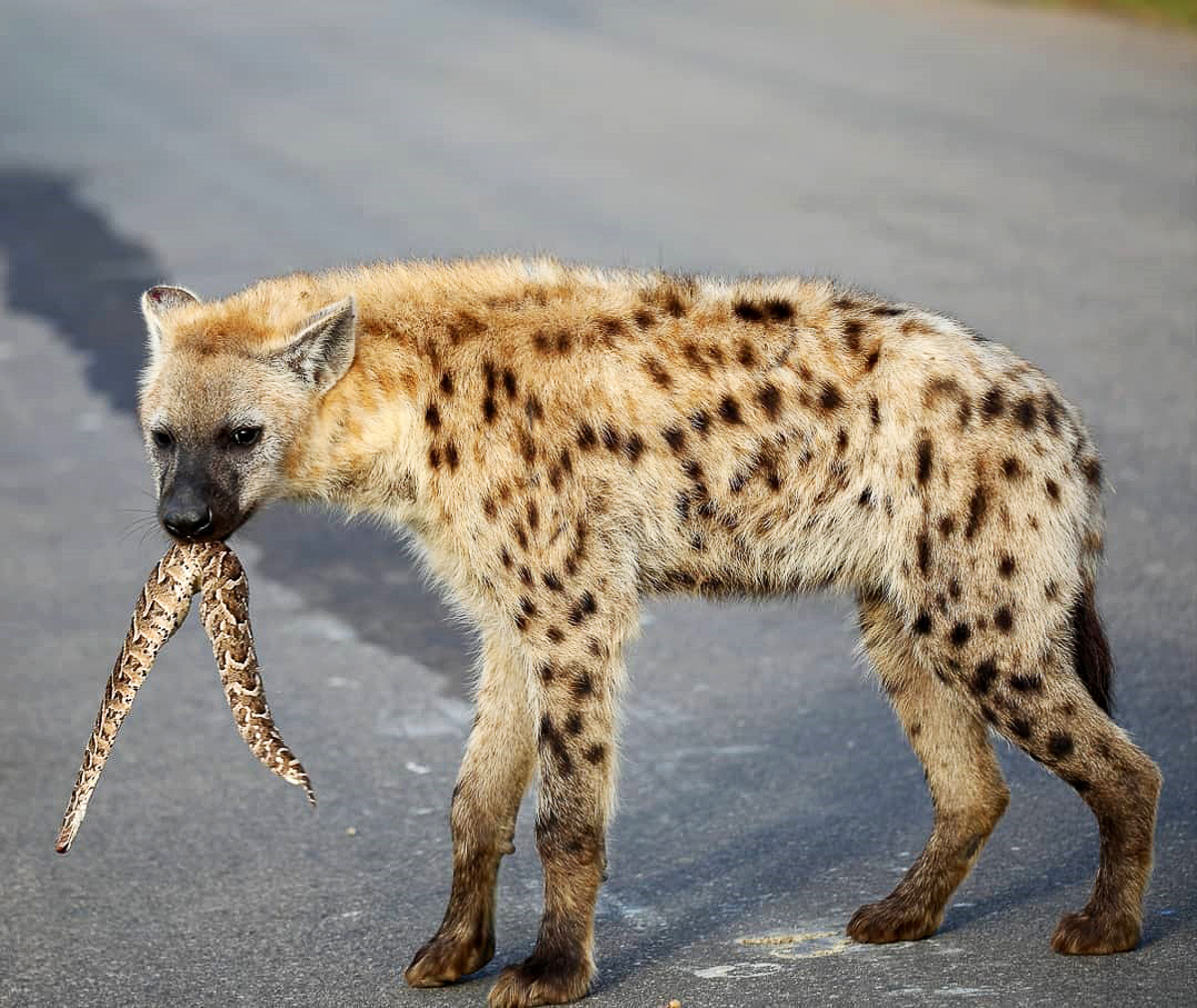 Spotted hyena with puff-adder in Kruger National Park
