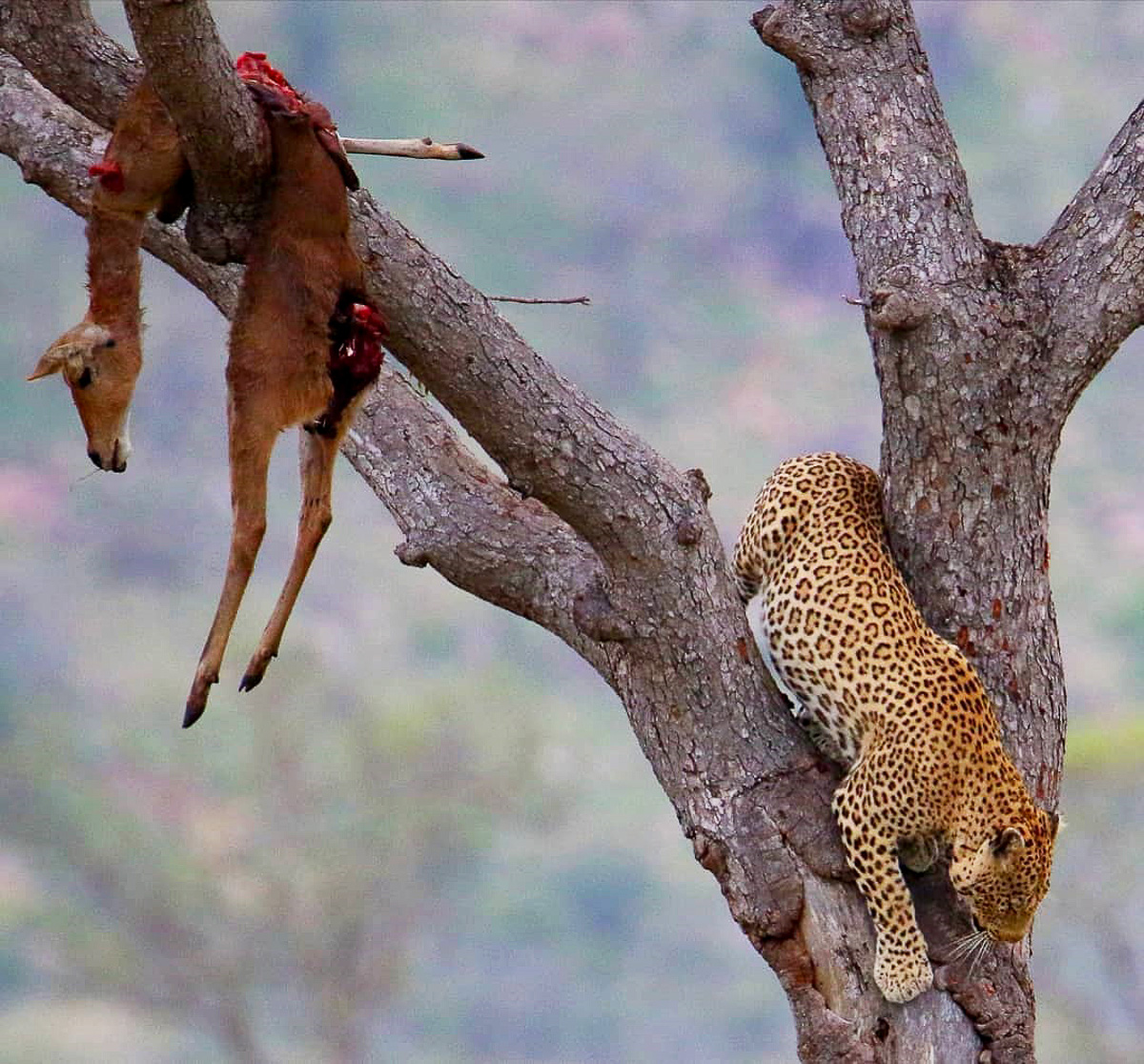 Leopard with impala kill in tree in the Kruger Park