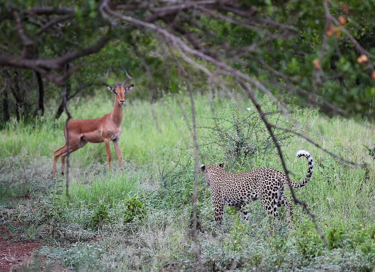 Leopard staring at impala staring at leopard in the Kruger Park