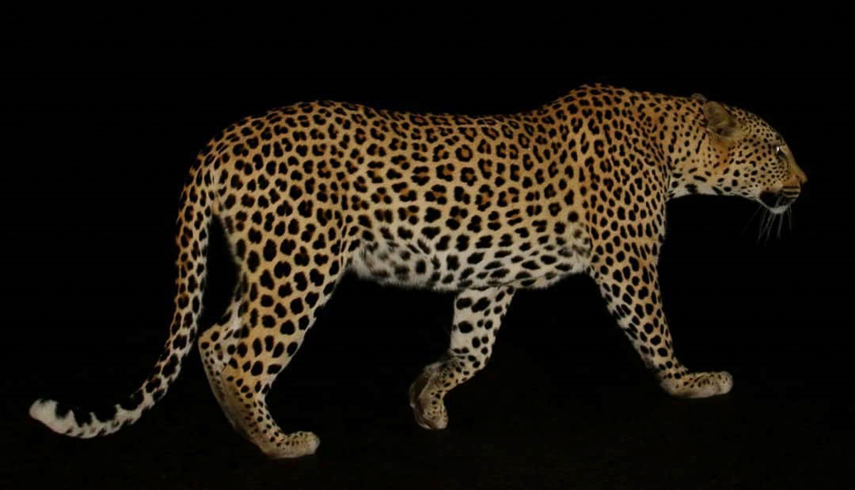 Leopard seen before sunrise in the Kruger Park