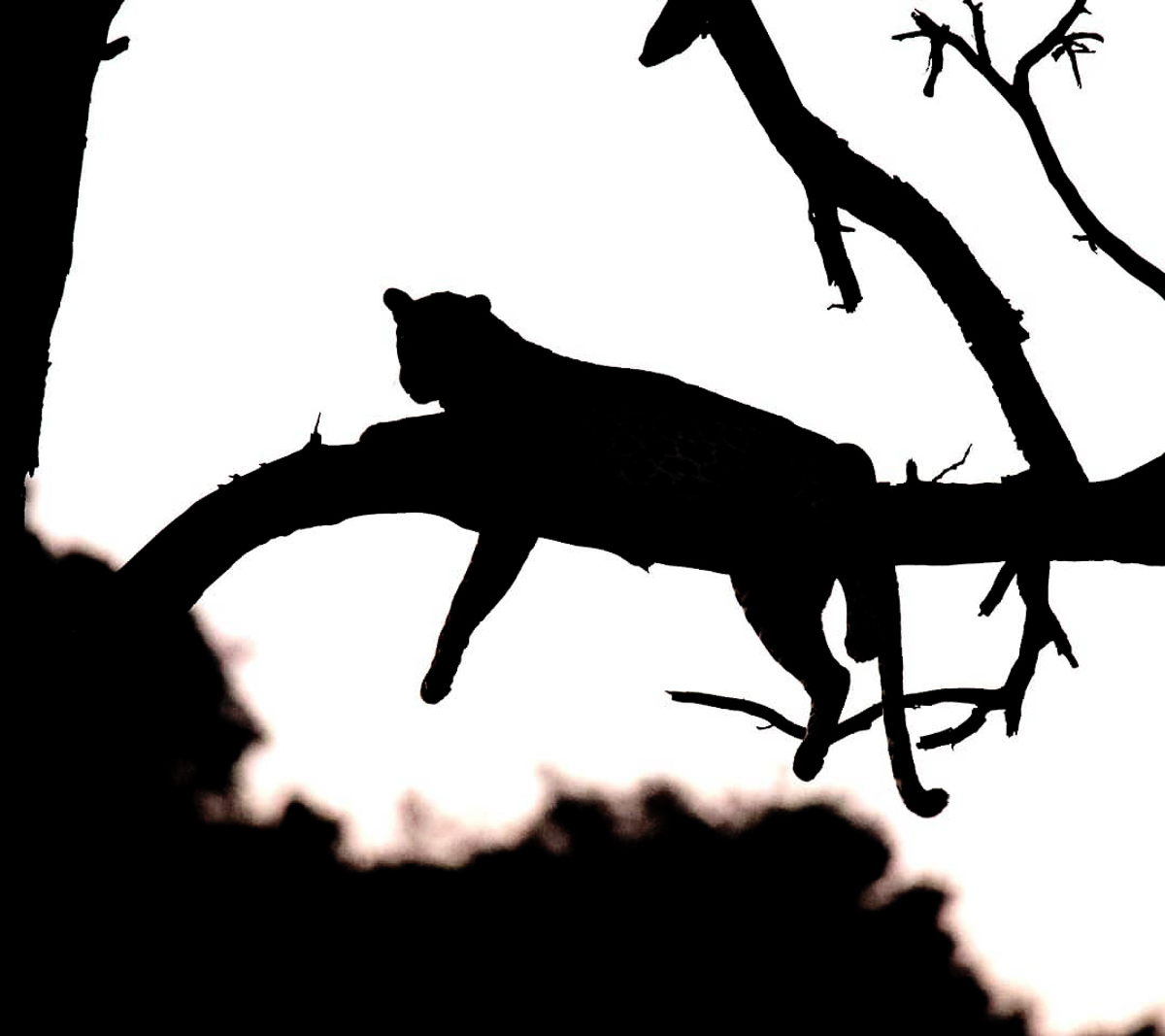 Leopard silhouette in Kruger Park